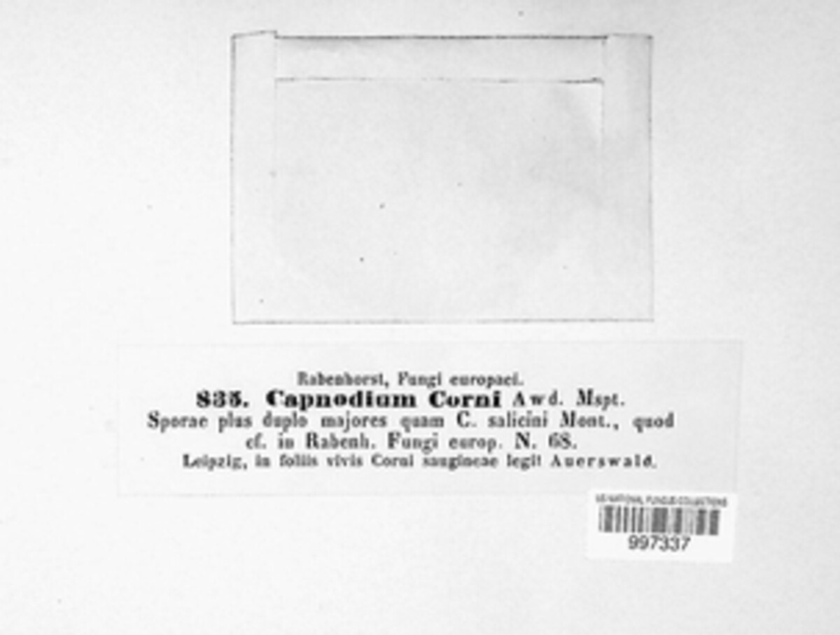 Capnodium corni image